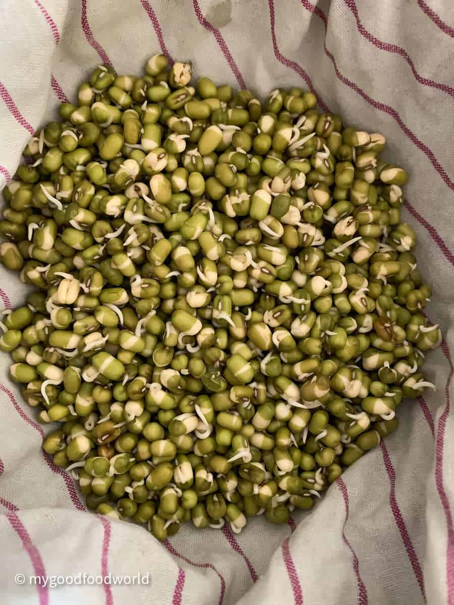 Mung beans after 24 hours of sprouting placed in a white tea towel with red stripes.