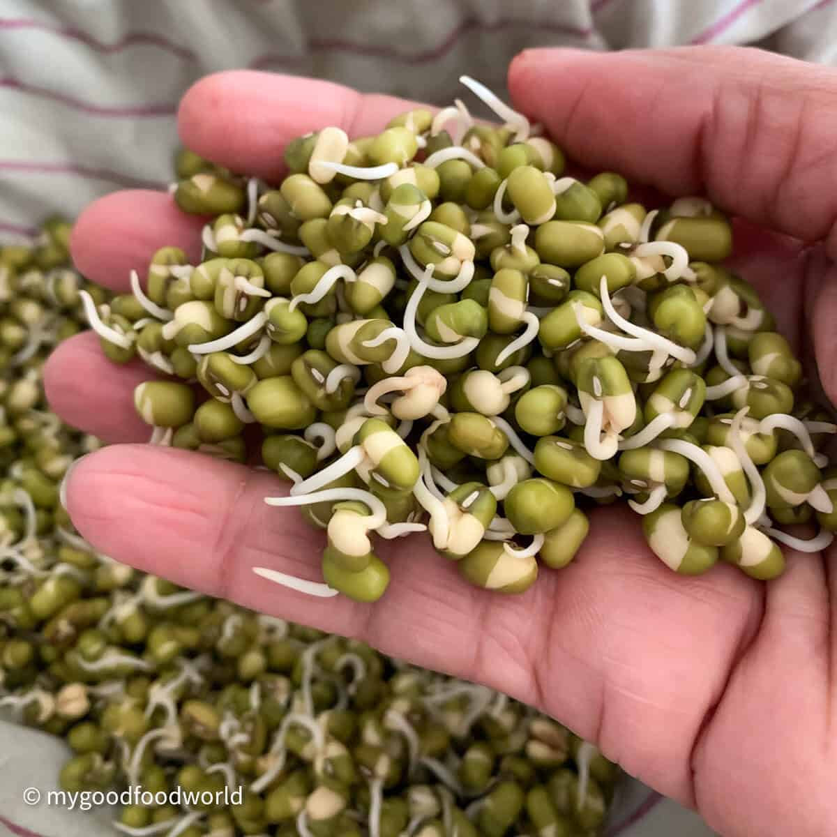 Mung beans that have sprouted for 48 hours are held by a person in their hand.