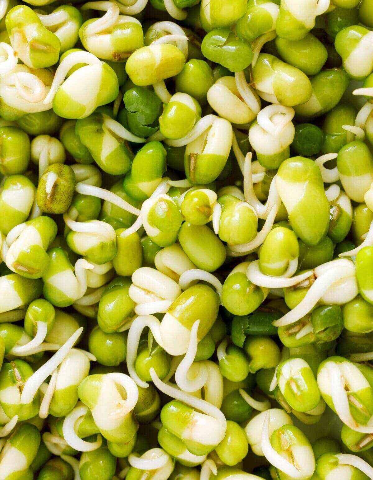 How to sprout mung beans: a step-by-step guide.