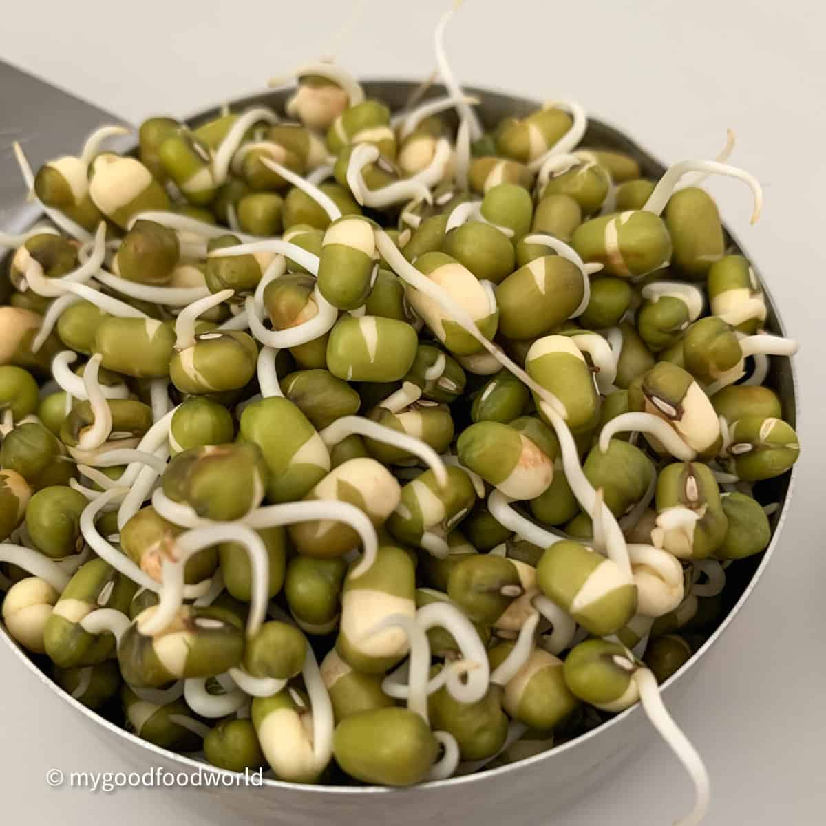 Green gram sprouts are placed in a stainless steel measuring cup which is placed on a light-colored background.