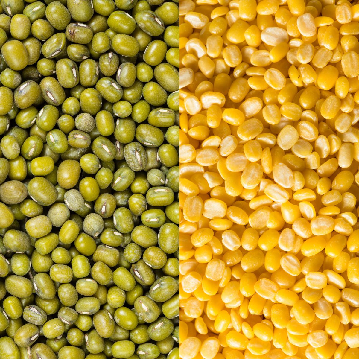 Side-by-side comparison of mung beans vs lentils for easy digestion.