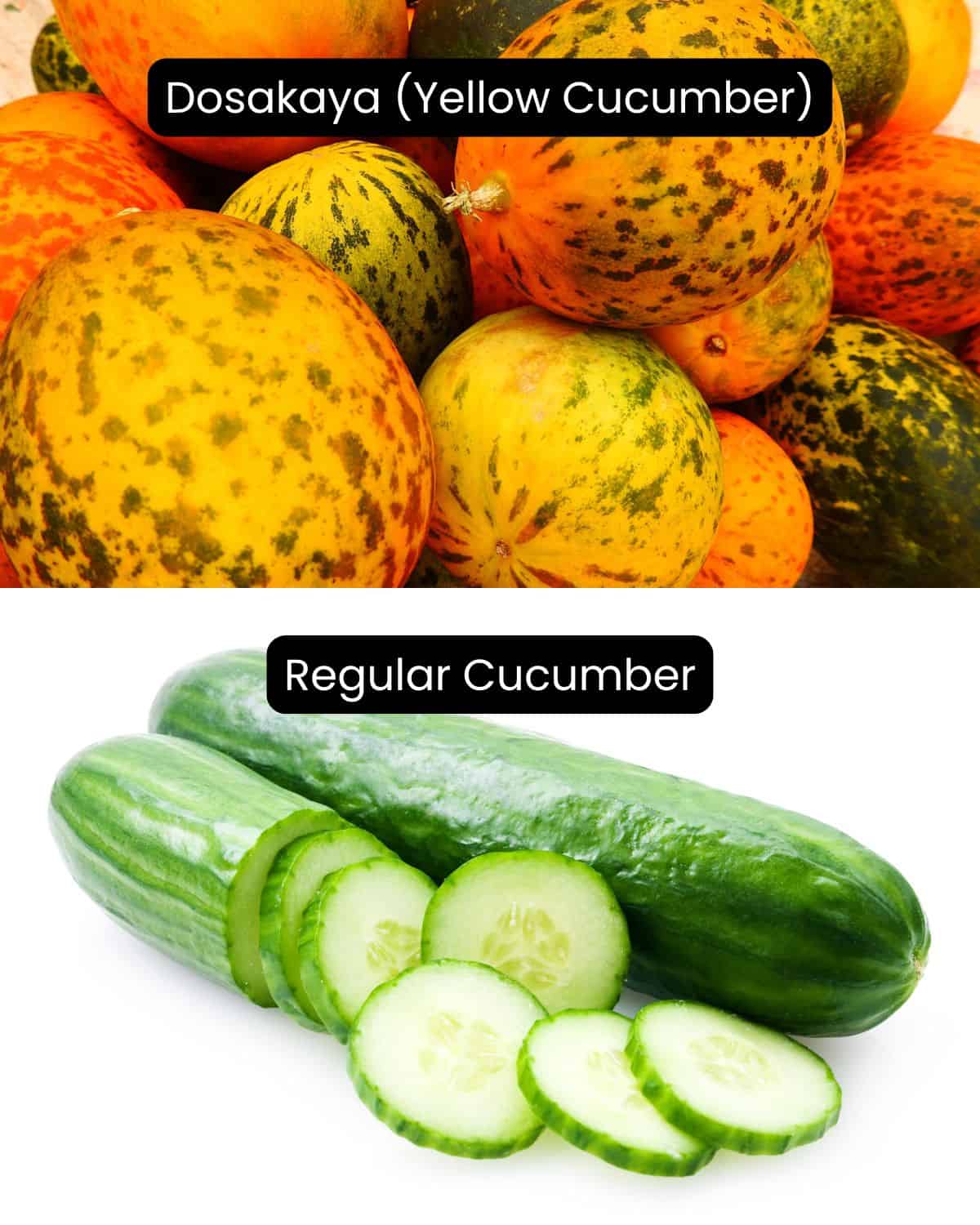 Yellow dosakaya cucumber next to a regular green cucumber for comparison.